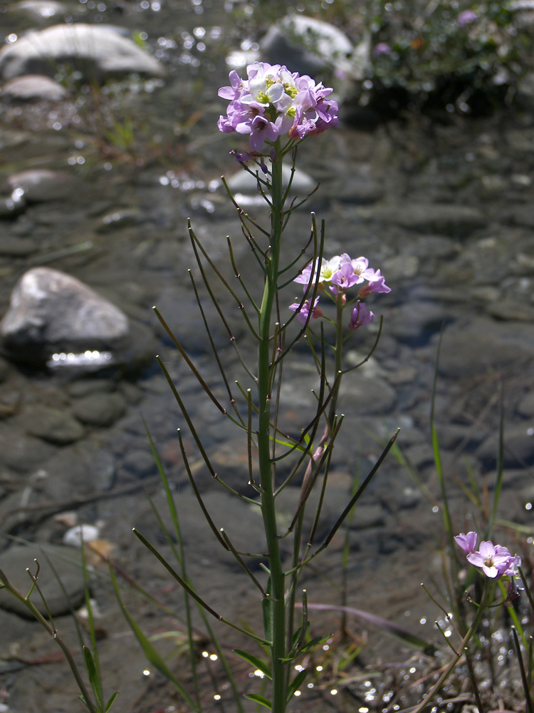 Image of Cardamine seidlitziana specimen.