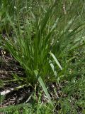 Plantago atrata