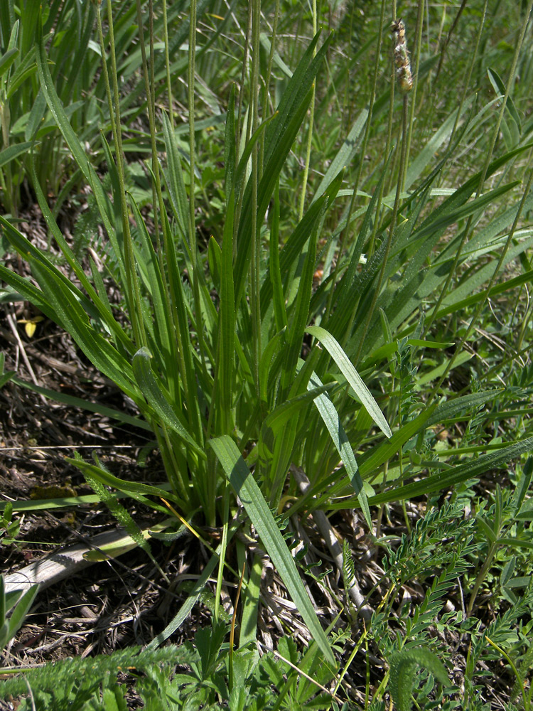 Изображение особи Plantago atrata.