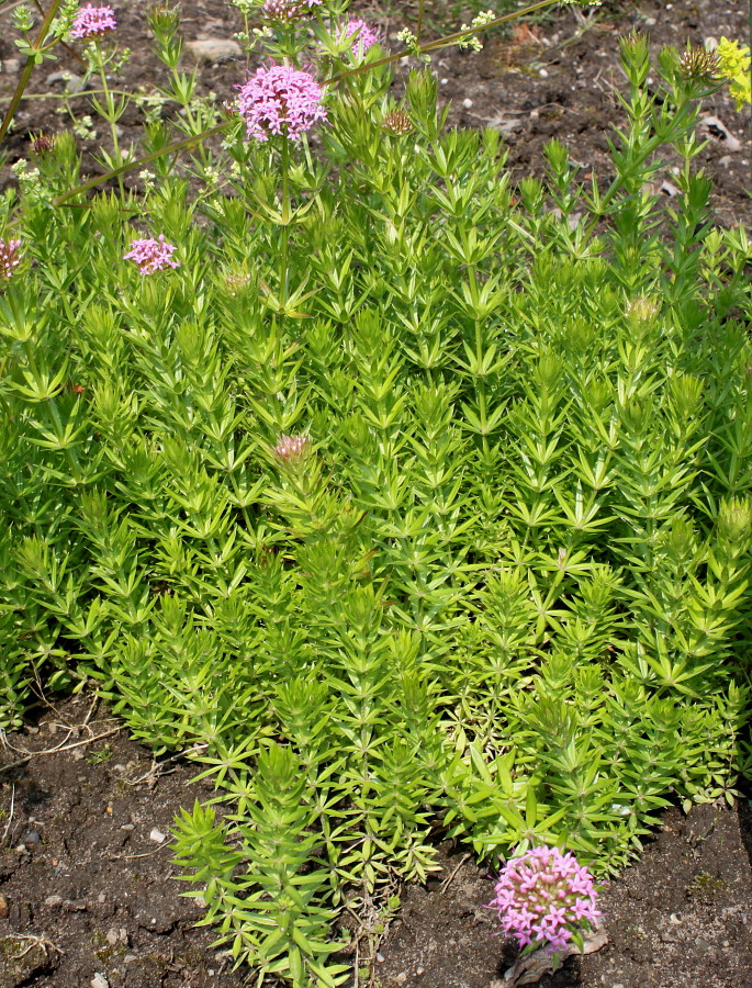 Изображение особи Phuopsis stylosa.