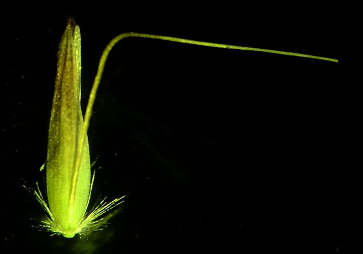 Image of Calamagrostis monticola specimen.