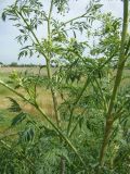 Conium maculatum
