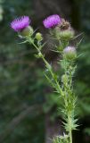 Cirsium serrulatum. Верхушка цветущего растения. Краснодарский край, г. Апшеронск, высокая пойма р. Пшеха, луг. 08.08.2013.