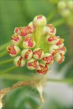 Albizia julibrissin