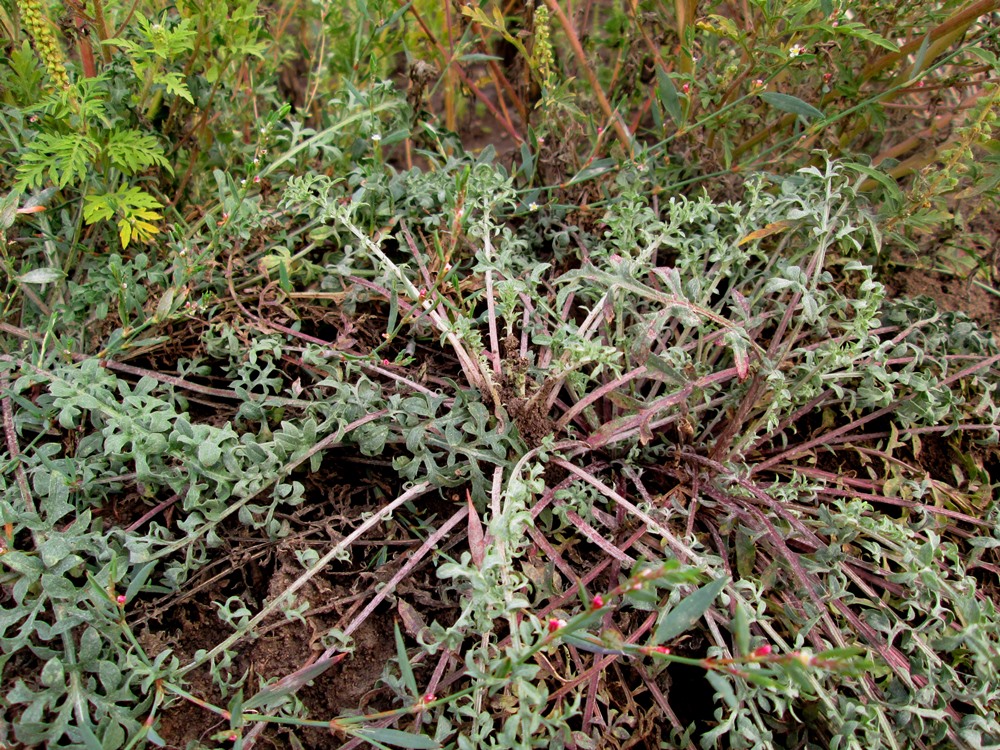 Image of genus Centaurea specimen.