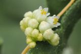 Cuscuta cesatiana