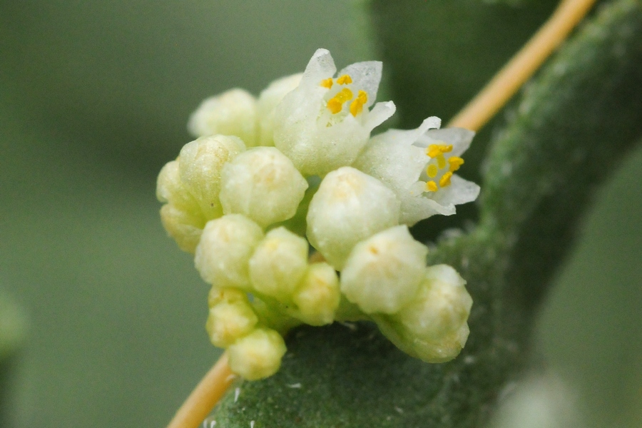 Image of Cuscuta cesatiana specimen.