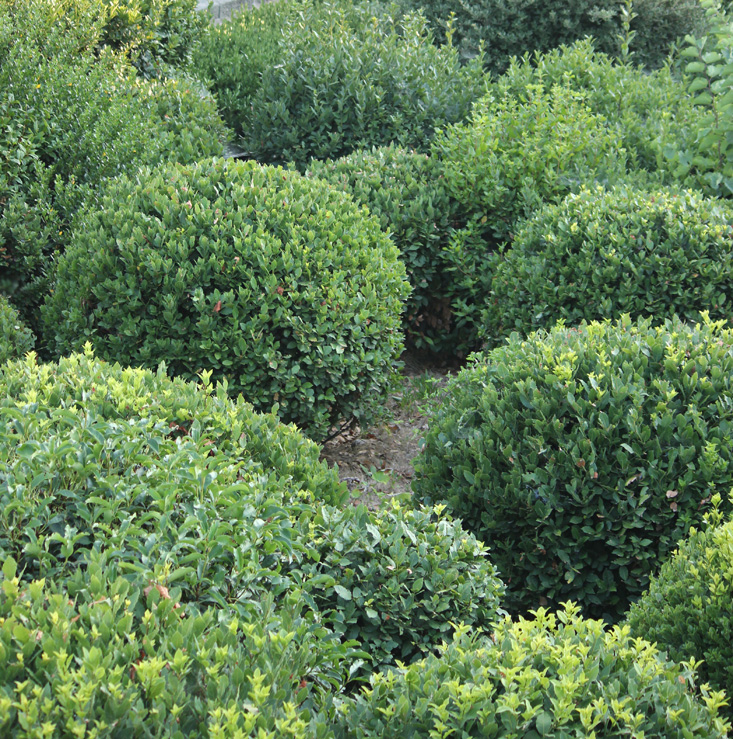 Image of Laurus nobilis specimen.