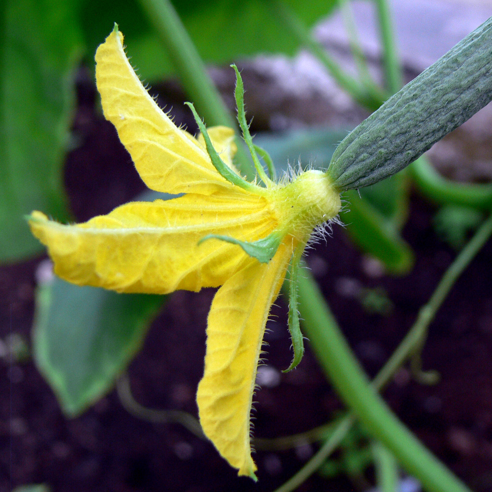 Изображение особи Cucumis sativus.