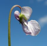 Viola epipsiloides. Цветок (вид сбоку). Хабаровский край, Ванинский р-н, окр. пос. Высокогорный, осоковое болото. 05.06.2013.