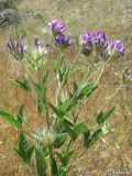 Psoralea bituminosa ssp. pontica