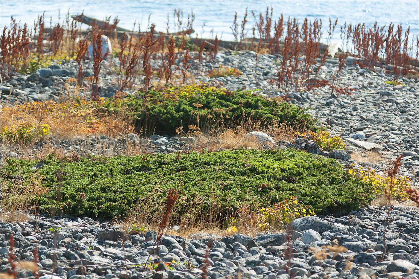 Изображение особи Juniperus sibirica.