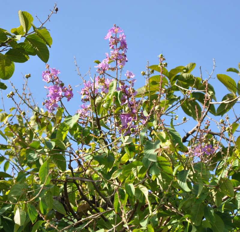 Изображение особи Lagerstroemia speciosa.