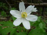 Anemone nemorosa