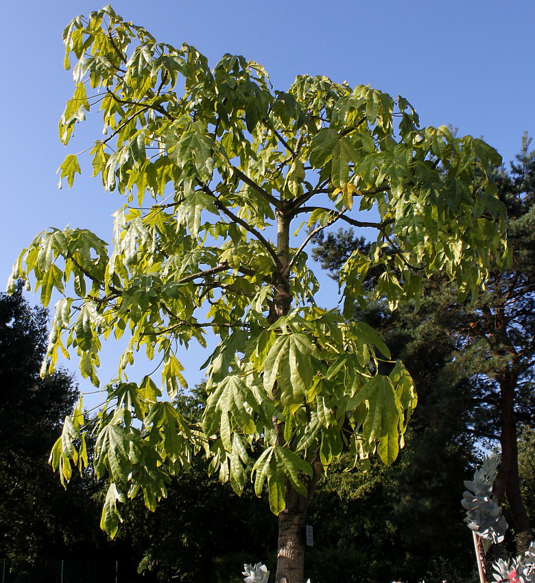 Изображение особи Brachychiton acerifolius.