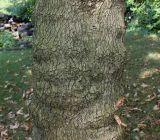 Platanus orientalis. Средняя часть ствола взрослого дерева. Германия, г. Дюссельдорф, Ботанический сад университета. 04.09.2013.