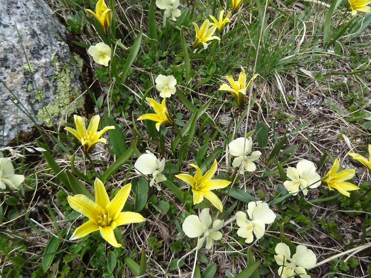 Image of Tulipa heterophylla specimen.