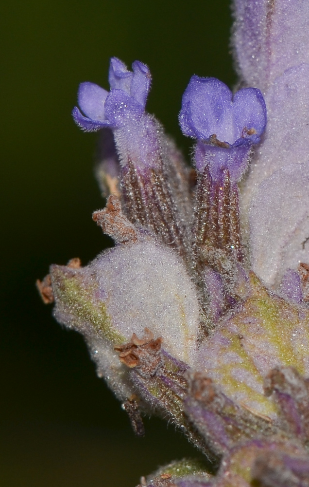 Image of Lavandula dentata specimen.