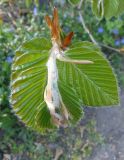 Fagus sylvatica