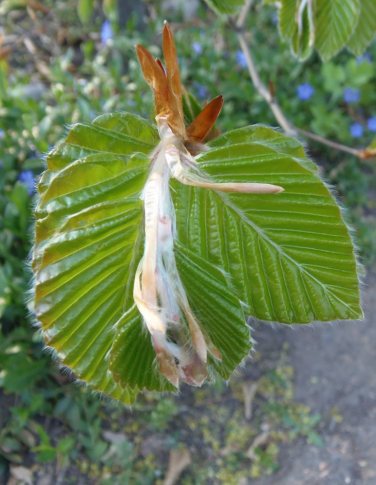 Изображение особи Fagus sylvatica.