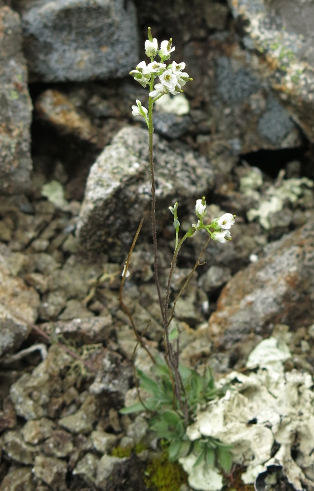 Изображение особи Draba nivalis.