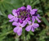 Hesperis sibirica