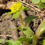 Chrysosplenium pilosum