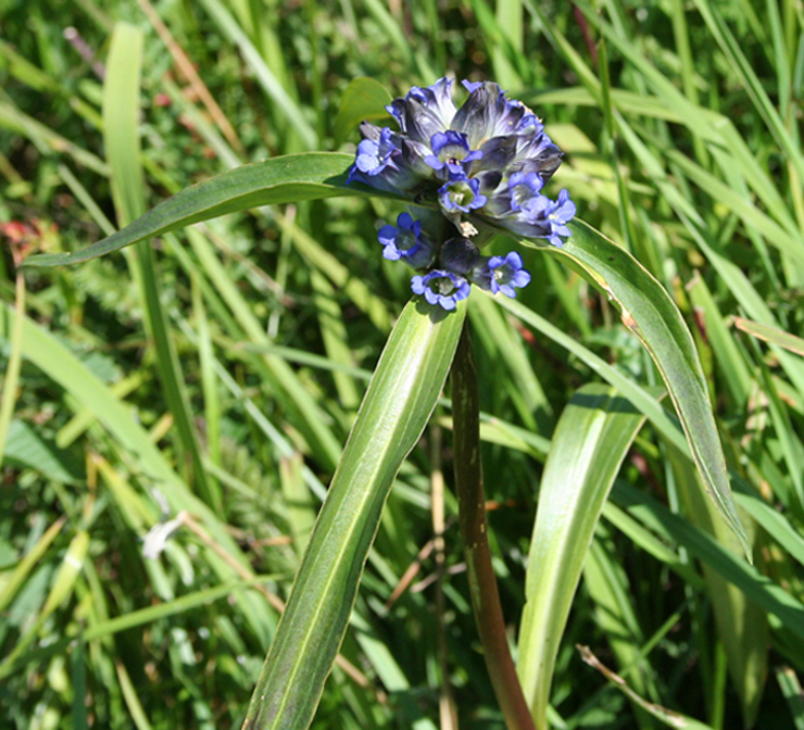 Изображение особи Gentiana macrophylla.