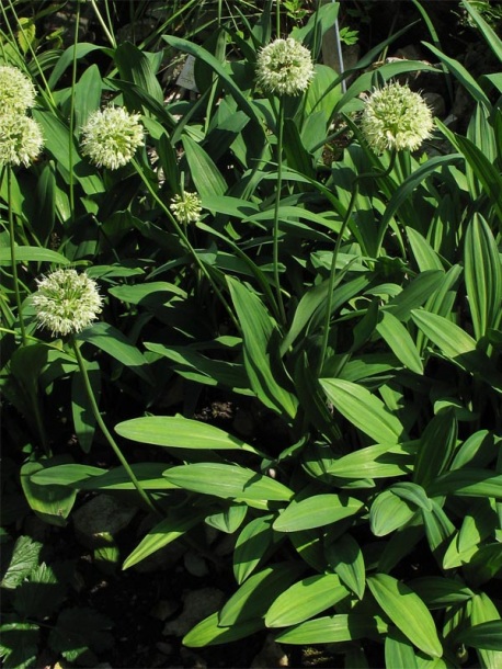 Image of Allium victorialis specimen.