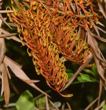 Grevillea robusta