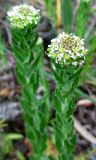 Lepidium campestre. Расцветающие растения. Украина, г. Киев, лес на восточной окраине, обочина железной дороги. 01.05.2014.