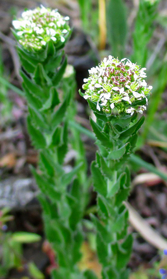 Изображение особи Lepidium campestre.