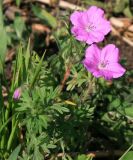 Geranium sanguineum