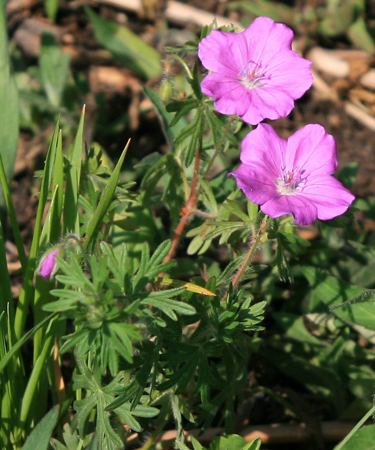 Изображение особи Geranium sanguineum.