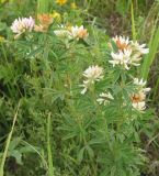 Trifolium lupinaster var. albiflorum