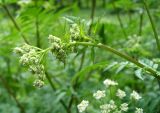 Anthriscus sylvestris. Верхняя часть цветоноса. Ставропольский край, г. Кисловодск, парк, лужайка (43°53′51,11″ с.ш., 42°43′53,56″ в.д.). 27.05.2014.