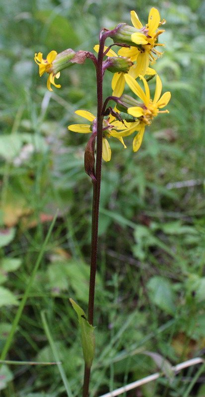 Image of Ligularia sibirica specimen.