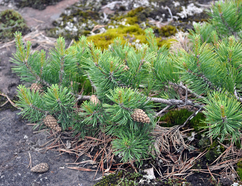 Изображение особи Pinus sylvestris.