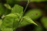 Circaea lutetiana. Часть побега с верхними листочками и развивающимися соцветиями.. Молдова, Каларашский р-н, лес возле с. Бравичи. 26.06.2014.