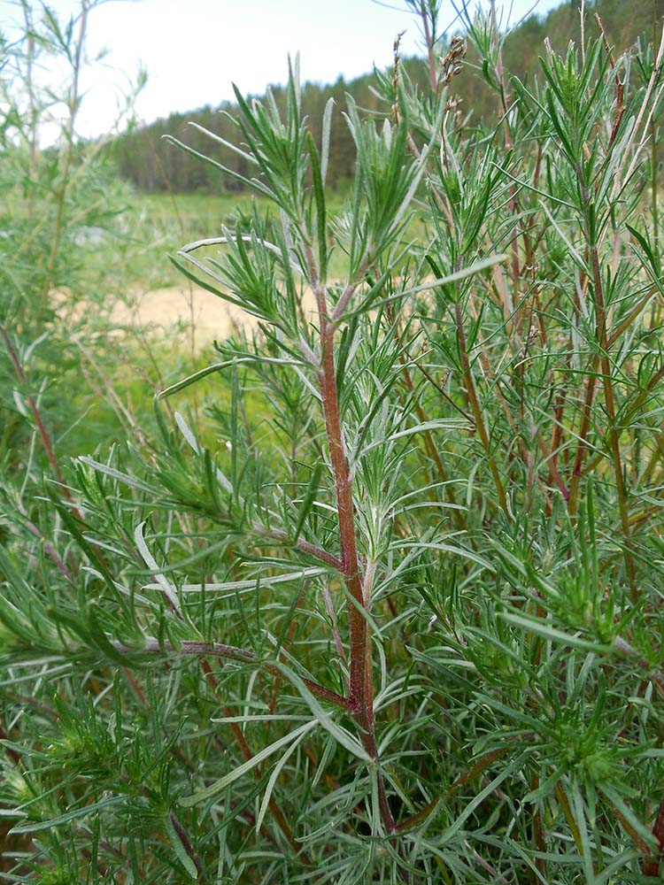 Image of genus Artemisia specimen.