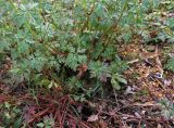 Geranium robertianum