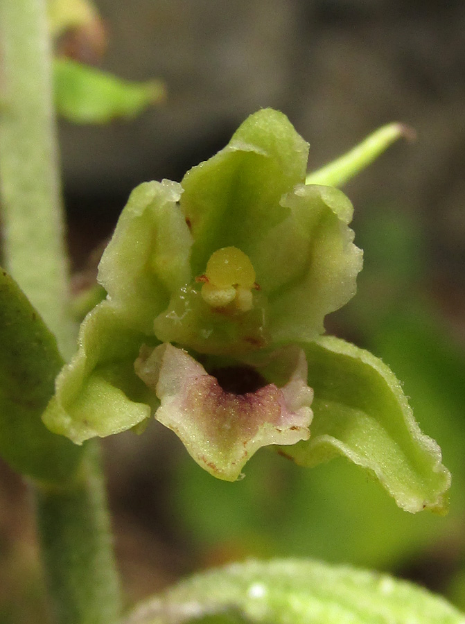 Изображение особи Epipactis krymmontana.