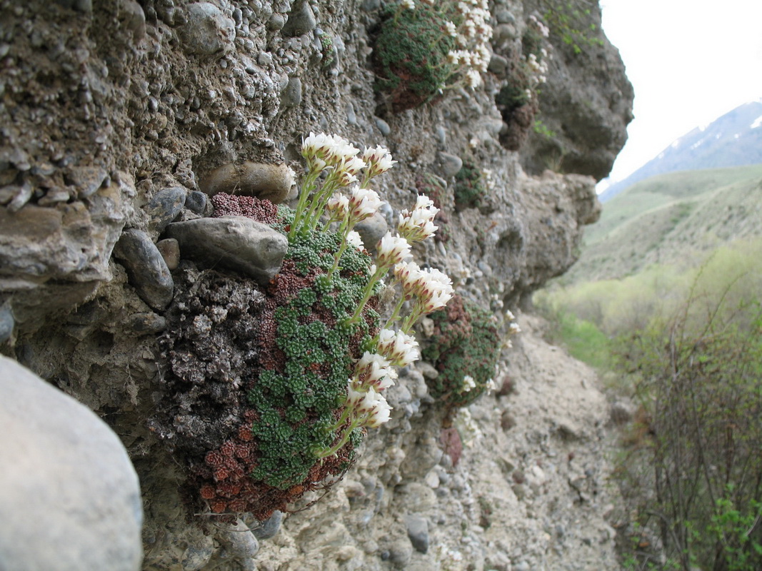 Image of Saxifraga alberti specimen.