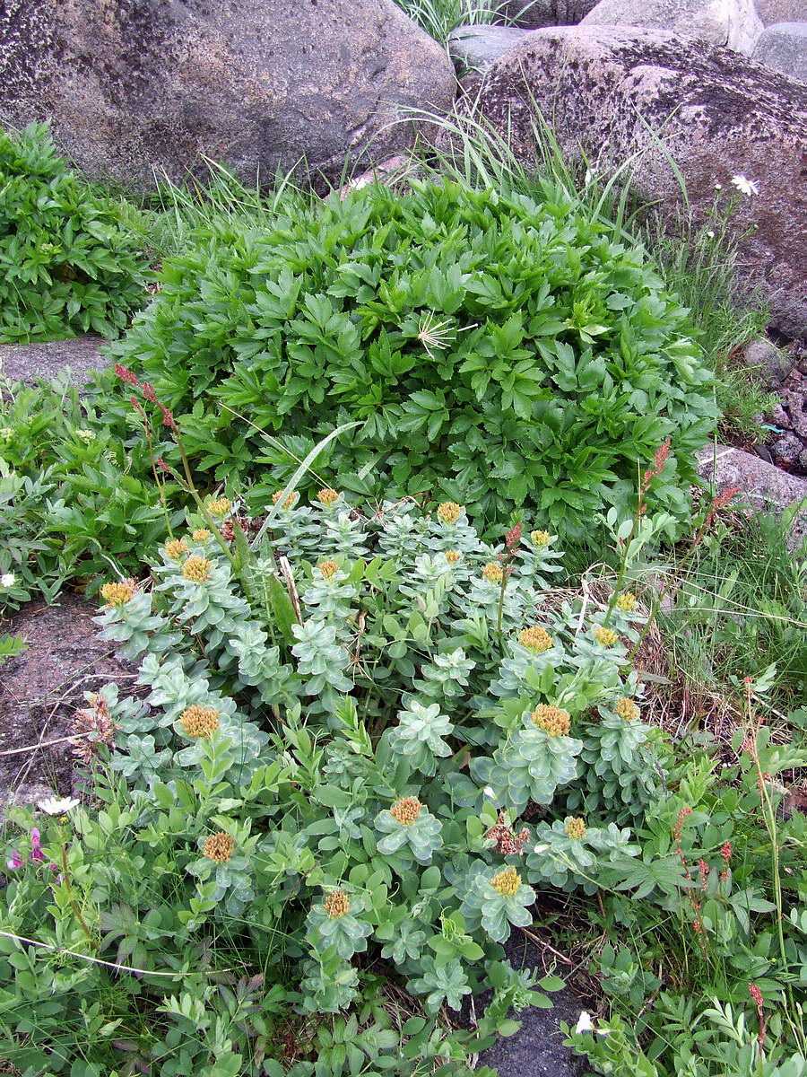 Image of Rhodiola rosea specimen.