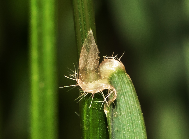 Image of Anthoxanthum odoratum specimen.