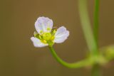 genus Alisma