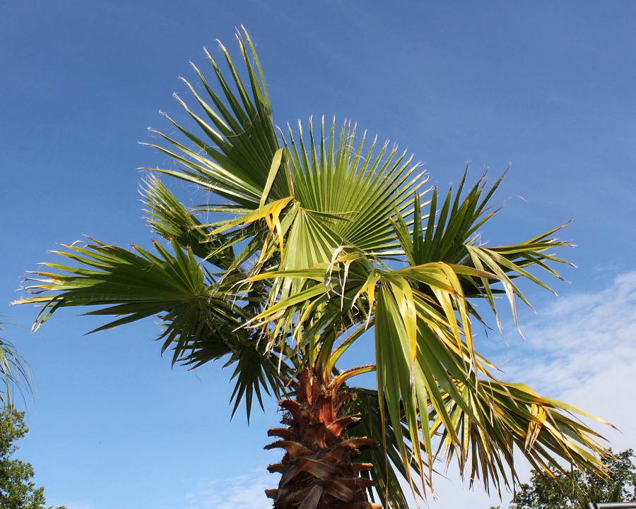 Изображение особи Washingtonia robusta.