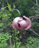 Lilium pilosiusculum