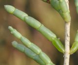 Sarcocornia fruticosa
