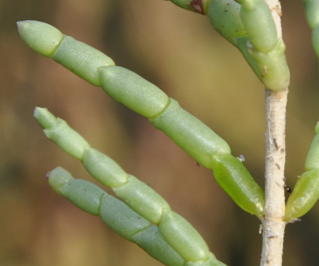 Изображение особи Sarcocornia fruticosa.